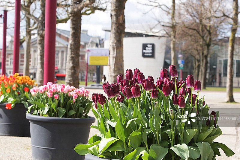 阿姆斯特丹郁金香节图片素材