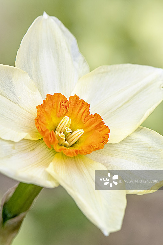 单支水仙花特写图片素材