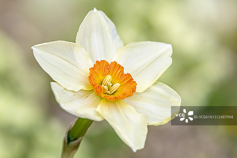 单支水仙花特写图片素材