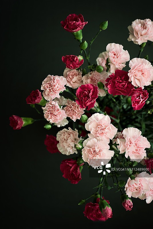 黑色背景上的康乃馨图片素材