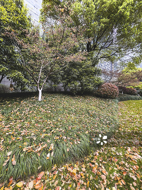 落叶覆盖的公园地面图片素材