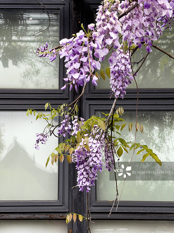 废墟上的紫藤图片素材