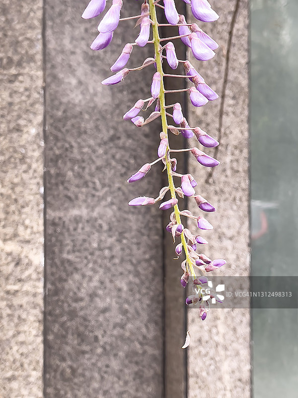 废墟上的紫藤图片素材