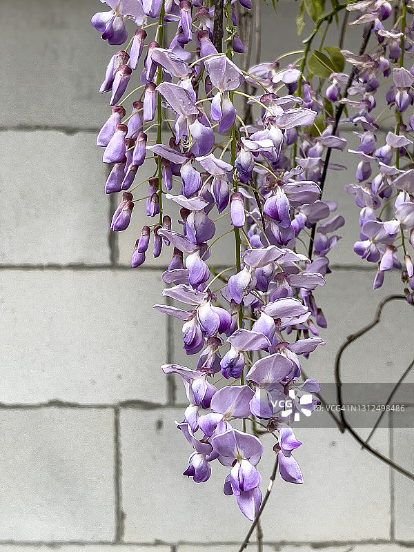 废墟上的紫藤图片素材