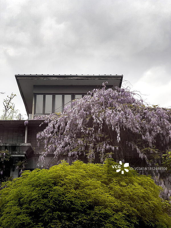 废墟上的紫藤图片素材