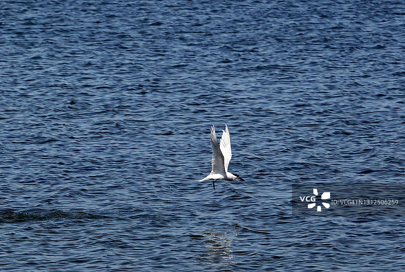 三明治燕鸥(地中海燕鸥)图片素材