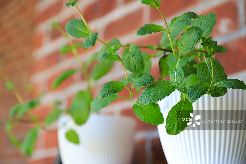 薄荷生长图片素材