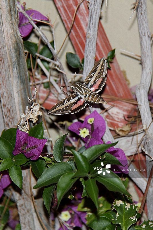 白边天蛾图片素材