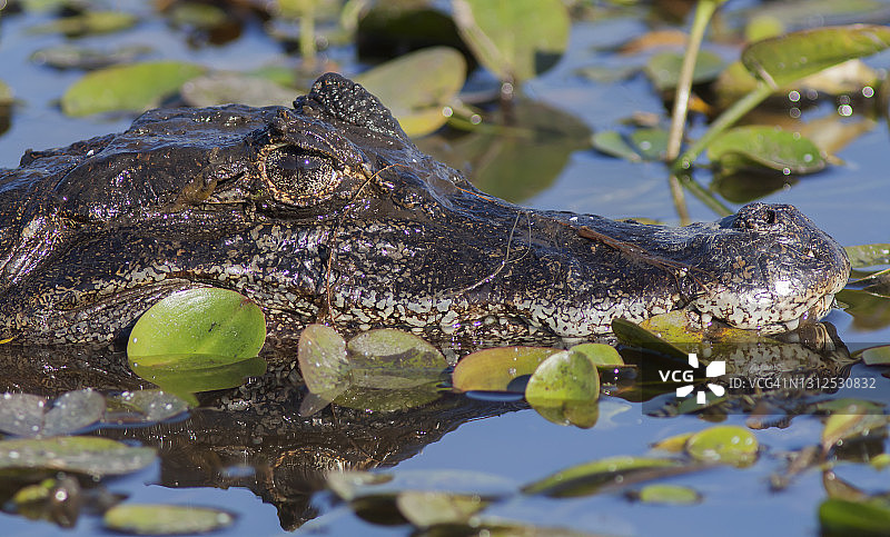凯门鳄图片素材
