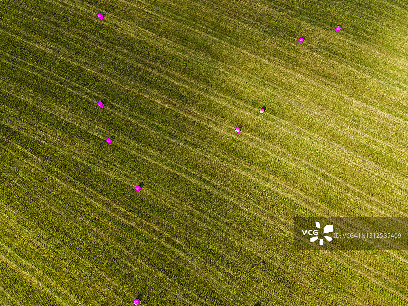 粉色青贮饲料捆图片素材