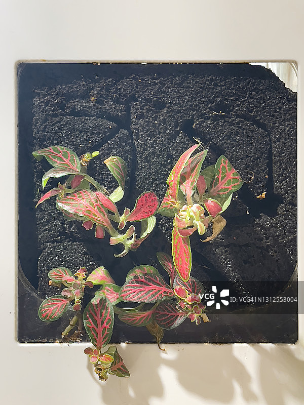 观赏种植在花泥中的植物图片素材