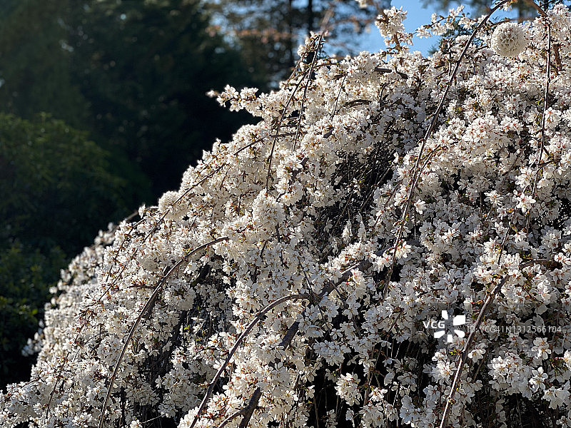 早开的垂枝樱花树图片素材