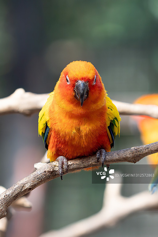 栖息在树枝上的太阳锥尾鹦鹉特写图片素材