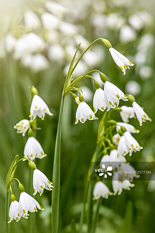美丽春天白花雪片莲图片素材
