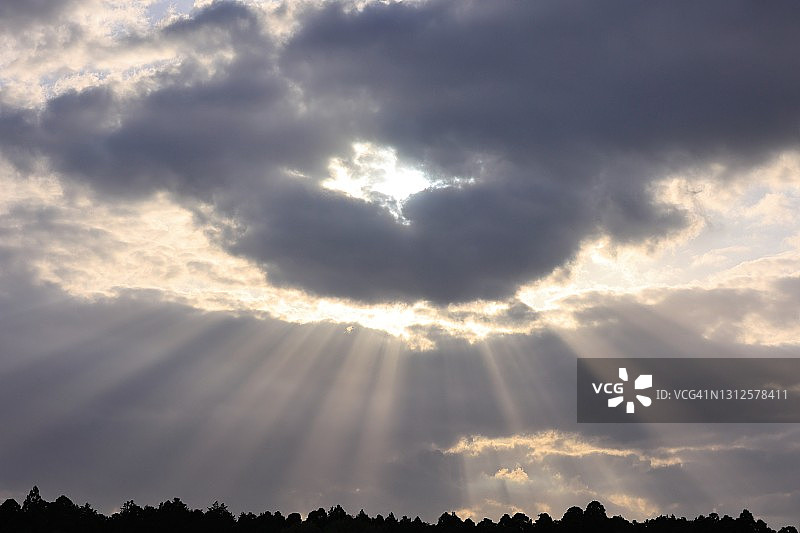 美丽的阳光和树木剪影图片素材