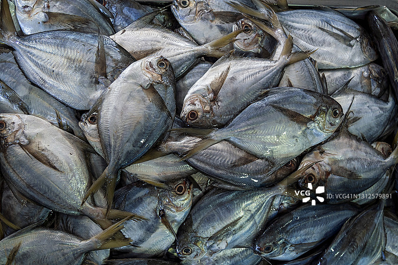 新鲜的鱼图片素材