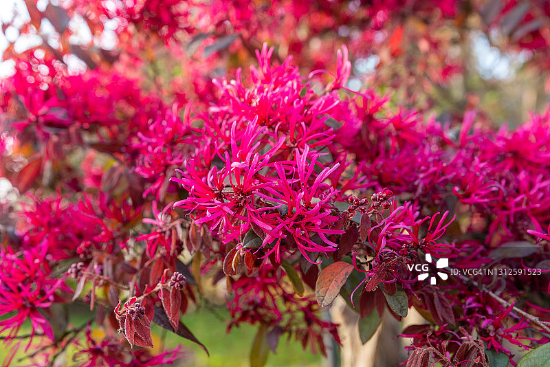 户外的红花檵木变种图片素材