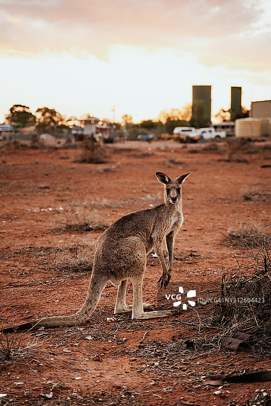 在日落时分，一只大型袋鼠在偏远的澳大利亚内陆小镇附近盯着镜头图片素材