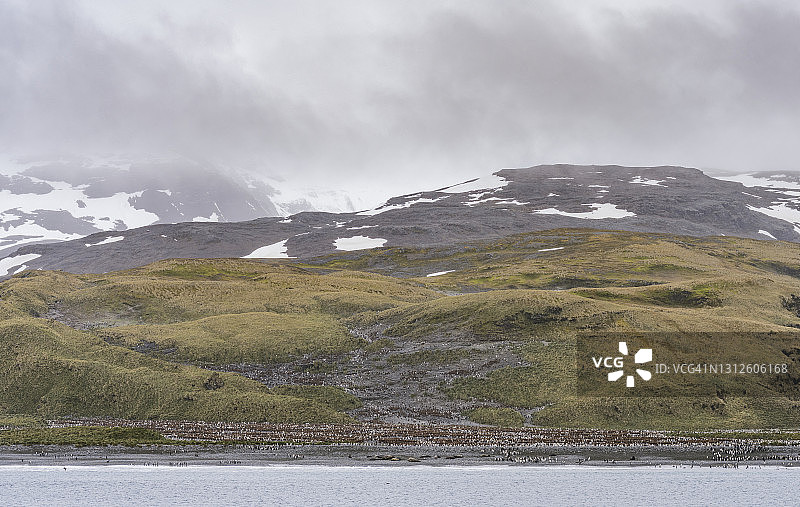 王企鹅图片素材