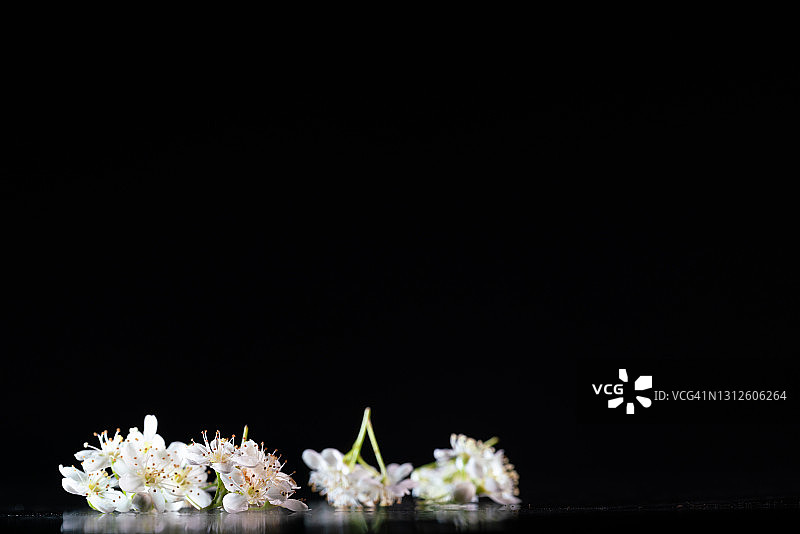 火棘高速摄影图片素材