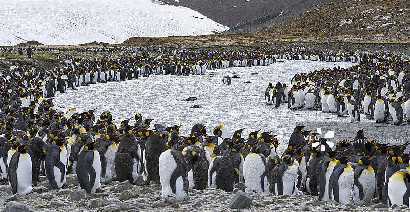 王企鹅图片素材