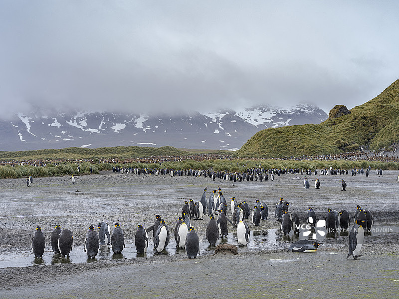王企鹅图片素材
