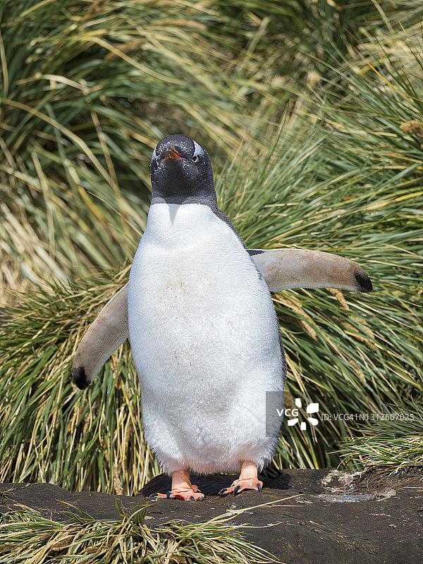 巴布亚企鹅图片素材
