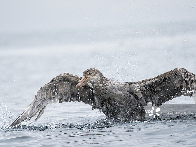 北极巨海燕图片素材