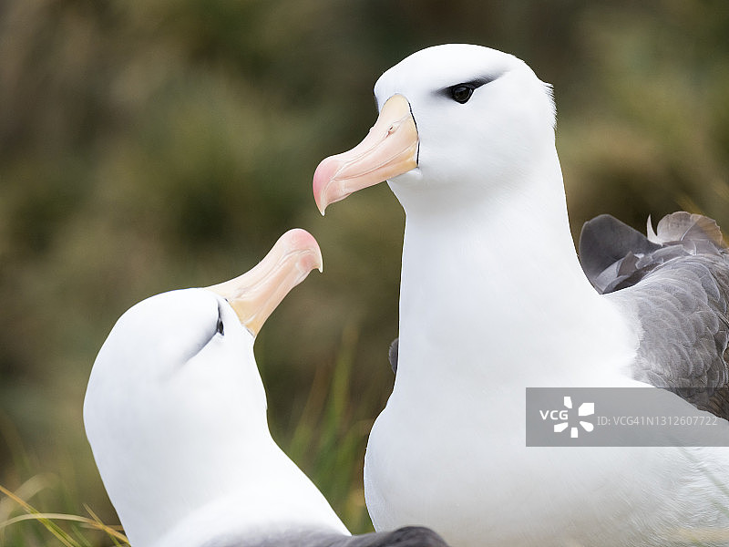 黑眉信天翁图片素材