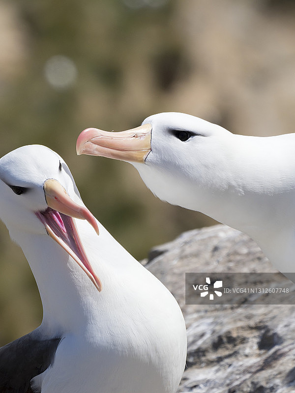 黑眉信天翁图片素材