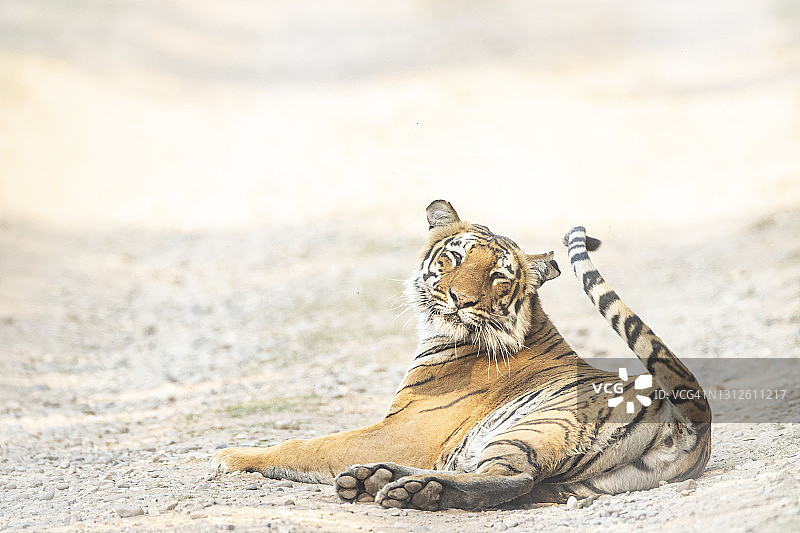 来自印度的野生孟加拉虎图片素材