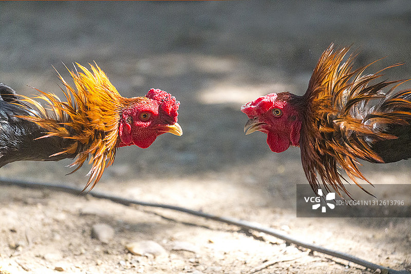 清迈省（越南）两只斗鸡图片素材