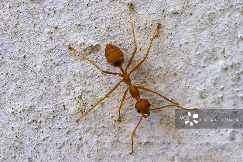 红蚂蚁图片素材