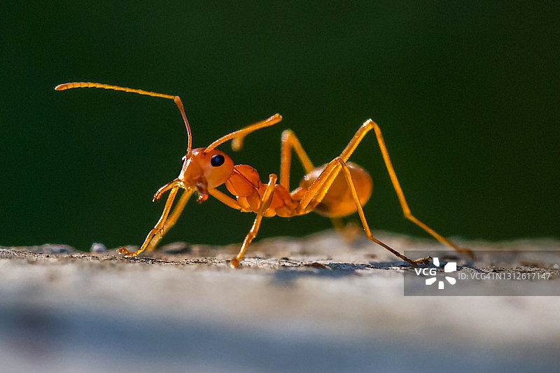 红蚂蚁图片素材