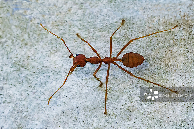 红蚂蚁图片素材