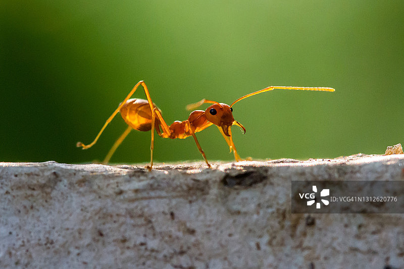 红蚂蚁图片素材