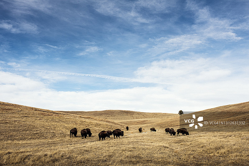 卡斯特州立公园里吃草的水牛图片素材