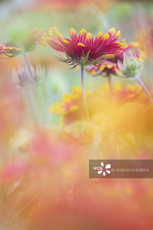 阔叶金盏花图片素材