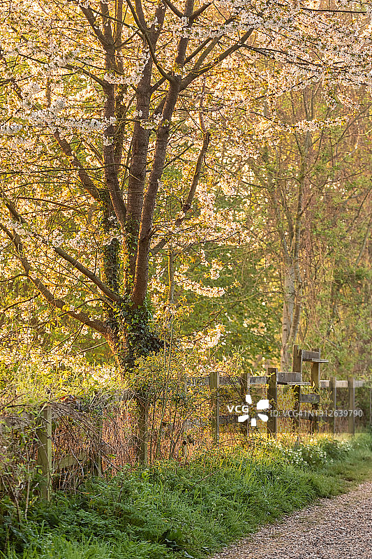 林地花朵图片素材