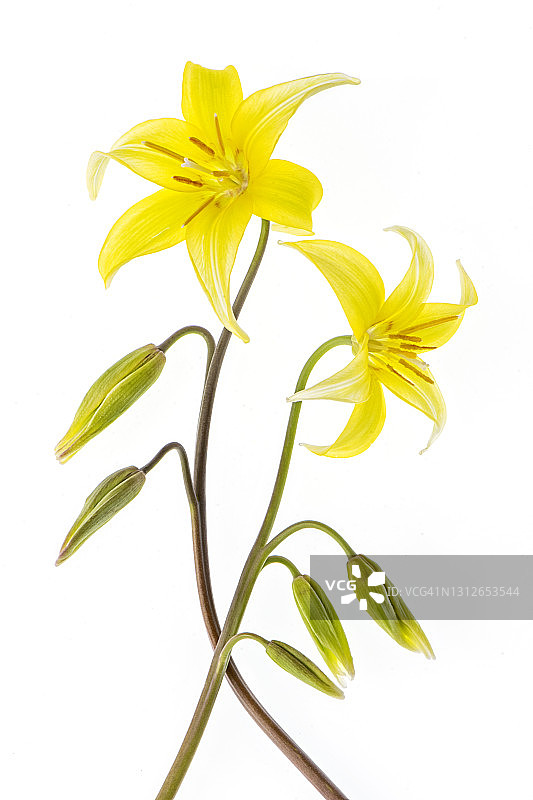 美丽的黄色狗牙紫罗兰特写图片素材