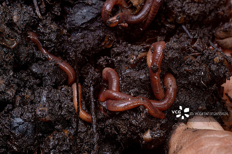 植物农业中的蠕虫图片素材