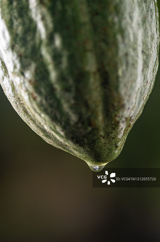 可可果和可可豆图片素材