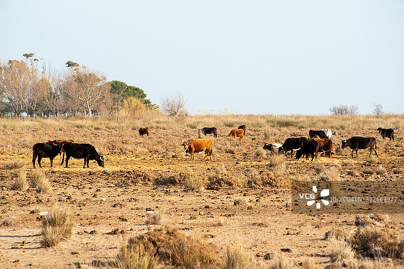 埃布罗三角洲的田野，牛群悠闲吃草图片素材