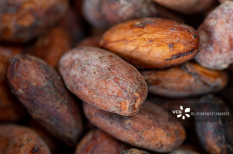 可可果和可可豆图片素材