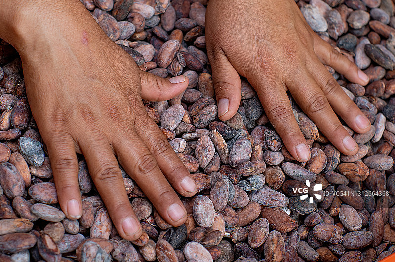 可可果和可可豆图片素材