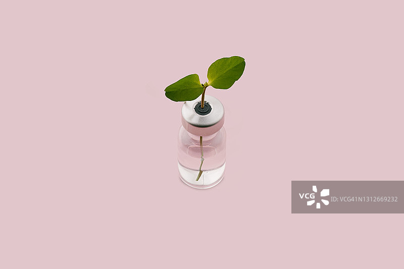 疫苗瓶中植物发芽的概念图片素材