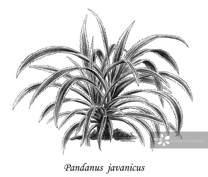 露兜树古老雕刻插图图片素材