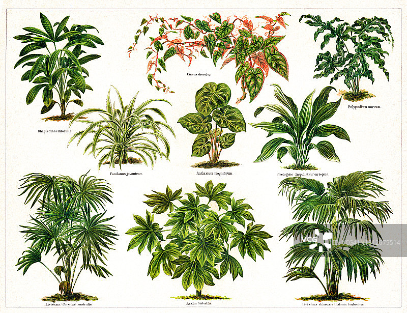 观叶植物古老雕刻插图图片素材