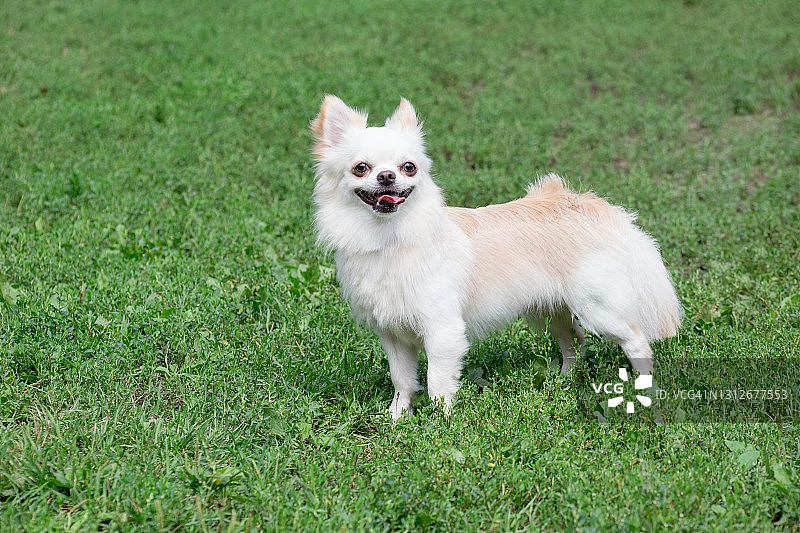 夏日公园绿草地上的长毛吉娃娃幼犬图片素材