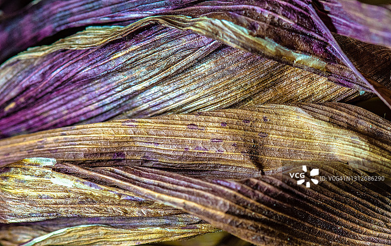 彩色玉米皮抽象特写图片素材